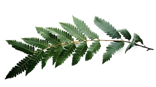 Una fotografía de la marca del árbol frente a un fondo de color blanco sólido