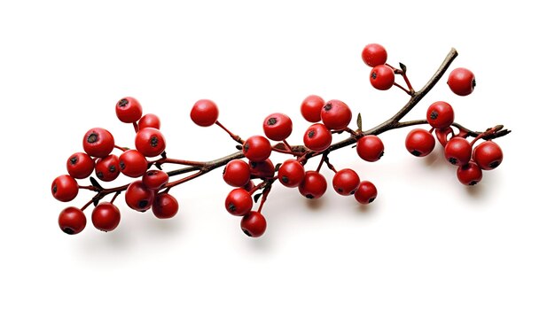 Una fotografía de la marca del árbol frente a un fondo de color blanco sólido