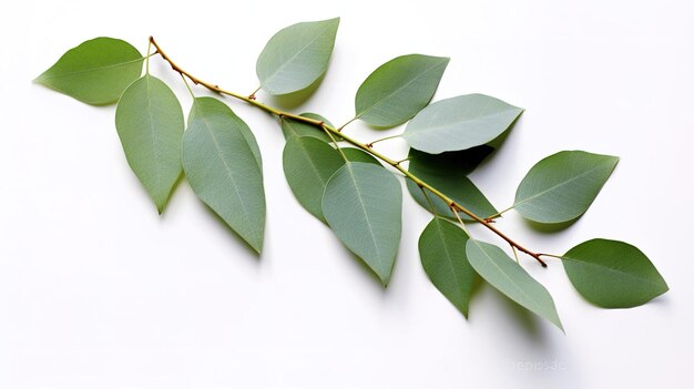 Una fotografía de la marca del árbol frente a un fondo de color blanco sólido