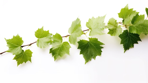 Una fotografía de la marca del árbol frente a un fondo de color blanco sólido