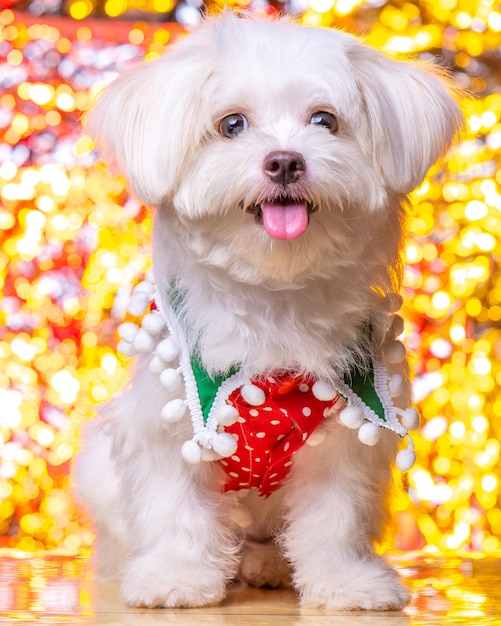 Una fotografía de mascota de estudio de sesión de fotos de perro blanco maltés hembra con concepto y fondo colorido brillante