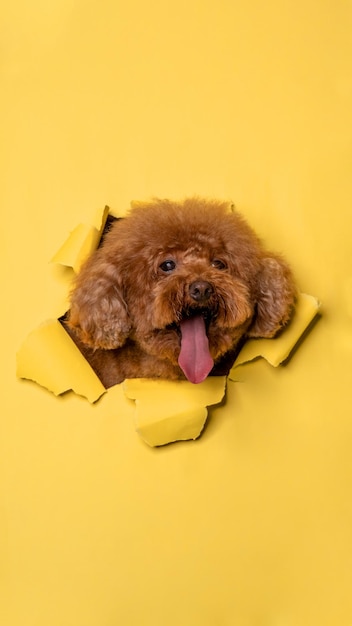 Una fotografía de mascota de estudio de sesión de fotos de perro caniche chocolate hembra con concepto rompiendo la cabeza de papel amarillo con expresión