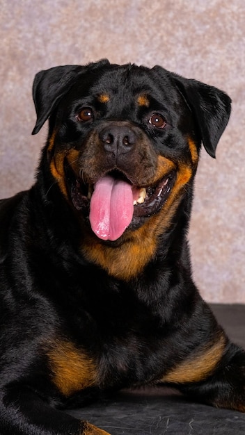 Una fotografía de mascota de estudio de sesión de fotos de perro rottweiler adulto grande de chocolate negro hembra con fondo de brillo rosa