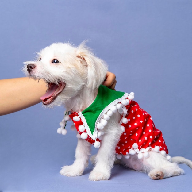 Fotografía de una mascota maltesa de una perra blanca con camisa navideña o vestido con fondo gris