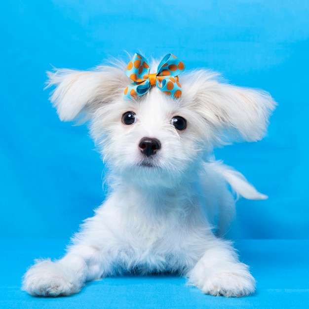 Fotografía de mascotas de estudio de sesión de fotos maltesas femeninas con fondo azul y propiedad linda expresión cachorro