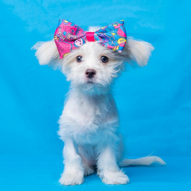 Fotografía de mascotas de estudio de sesión de fotos maltesas femeninas con fondo azul y propiedad linda expresión cachorro