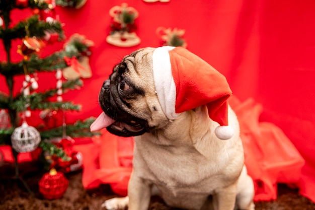 Fotografía de mascotas de Navidad con perro pug.