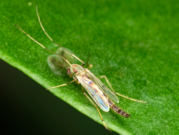 Fotografía masculina de un mosquito macho.