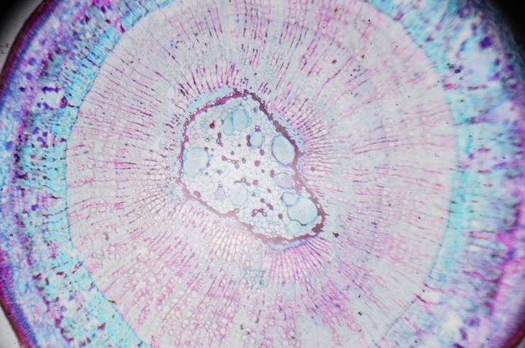 Foto fotografía microscópica tallo de dicotiledónea xylophyta, sección transversal.