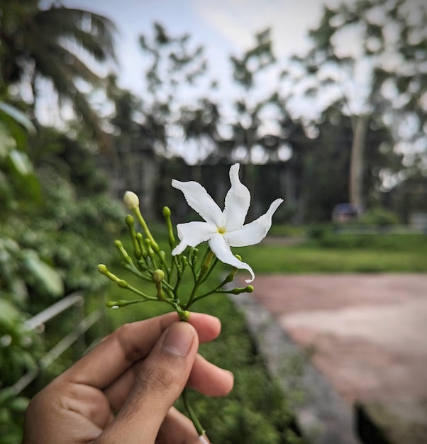 Fotografia Móvel de Flores