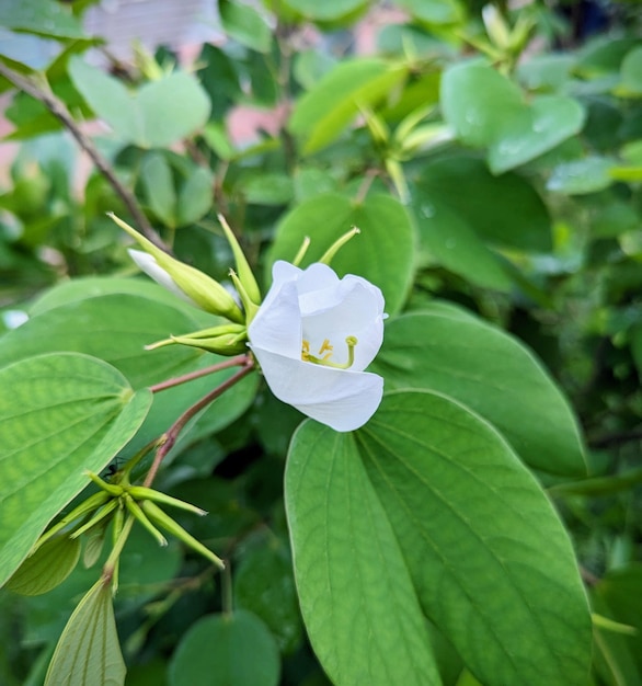 Fotografia Móvel de Flores