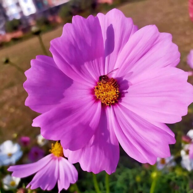 Fotografía móvil de flores