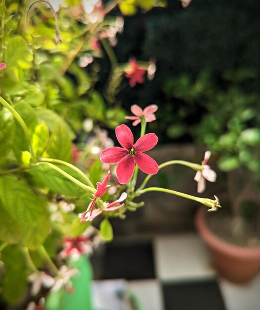 Foto fotografía móvil de flores