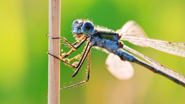 Esta fotografía muestra la notable belleza y diversidad de la vida silvestre que prospera en su h natural