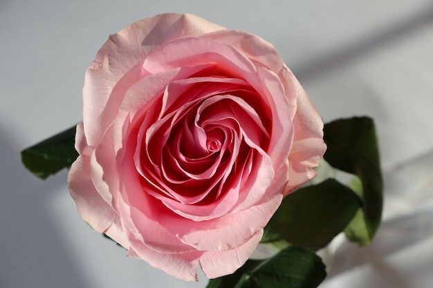 Fotografia na parte superior da frente de uma linda rosa rosa à luz do sol em um fundo branco