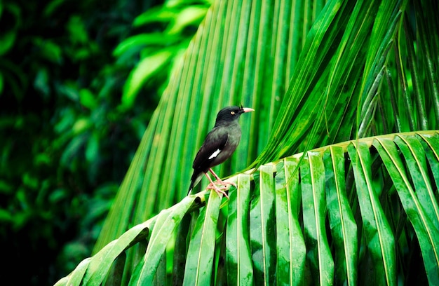 Foto fotografía natural de las aves