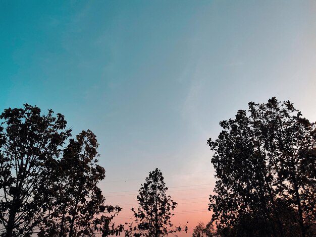 Foto fotografia natural de árvores e céu com pôr-do-sol