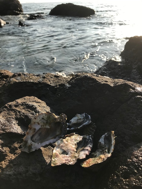 Fotografía natural del mar de arrecifes de coral de ostras