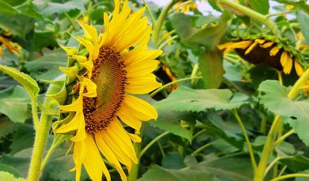 Fotografía de naturaleza de girasol