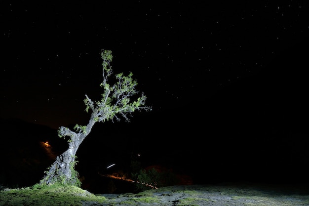 Fotografía nocturna de un árbol molle (Schinus molle)