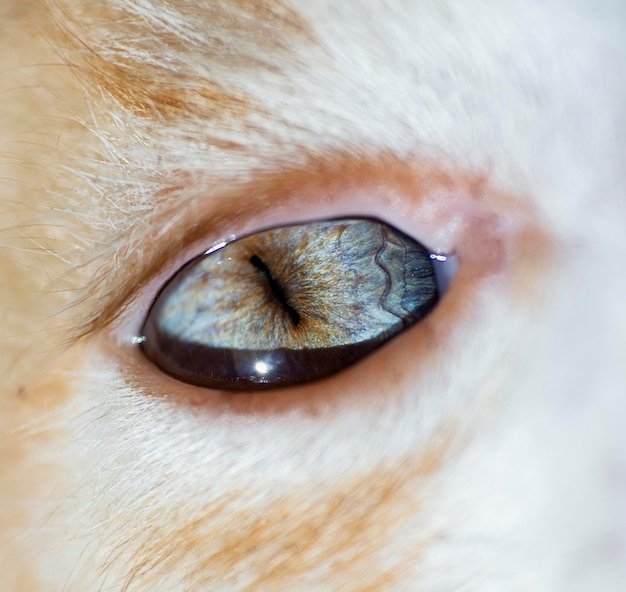 fotografía de un ojo de gato