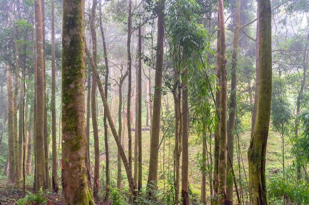Fotografía de paisaje de bosque con niebla por la mañana bosque abundante en protección del medio ambiente de invierno para un futuro bosque lluvioso del sudeste asiático espacio de copia para texto y diseño individual
