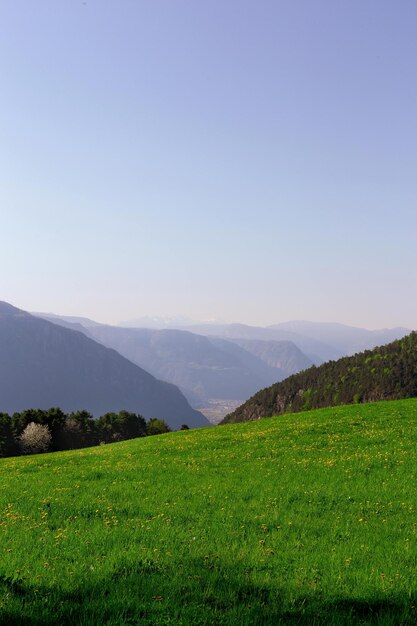 Fotografía de paisaje de campo de hierba verde