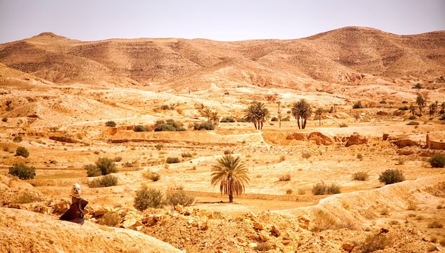 Fotografía de paisaje de dunas de arena y árboles en oasis en el desierto del Sahara. Ver en vastas extensiones de desierto, con colinas de arena, vegetación y animales de peluche, cerca de la ciudad de Tozeur, Túnez, África