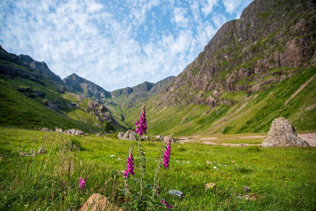 Fotografía de paisaje de montañas y flores.