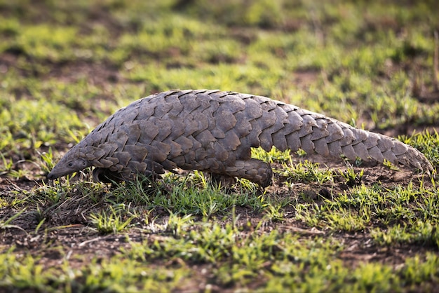 Una fotografía de un pangolín en un campo de Tanzania