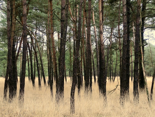 Foto fotografía panorámica de árboles en el bosque