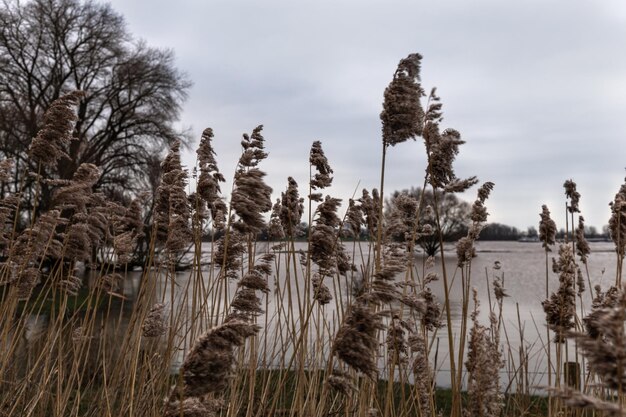 Fotografía panorámica de árboles en el campo contra el cielo