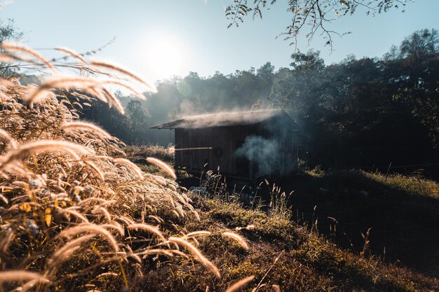 Fotografía panorámica de árboles en el campo contra el cielo