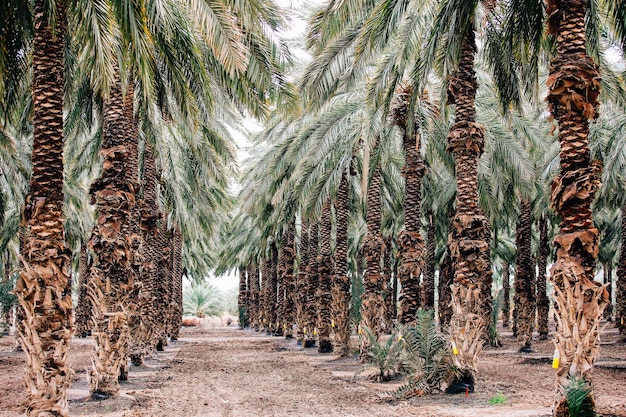 Fotografia panorâmica de palmeiras na floresta