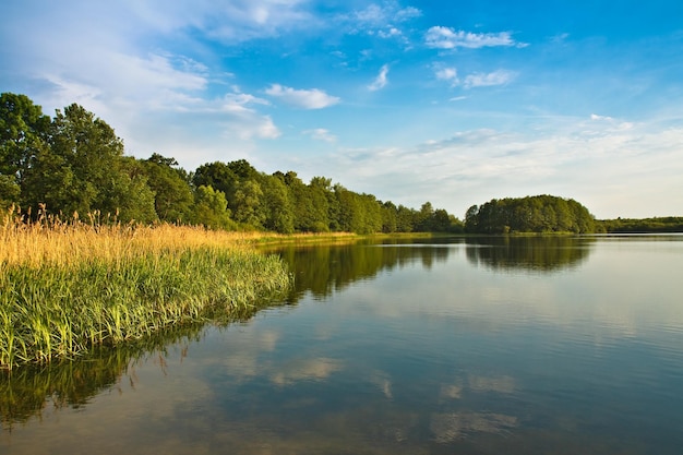 Fotografia panorâmica do reflexo de árvores em um lago calmo