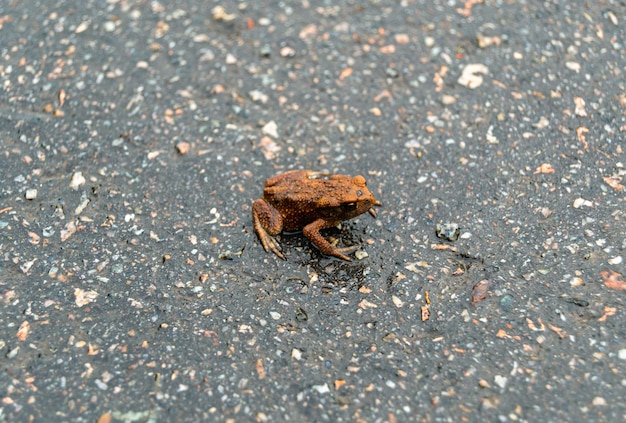 Fotografia para o tema belo anfíbio sapo marrom