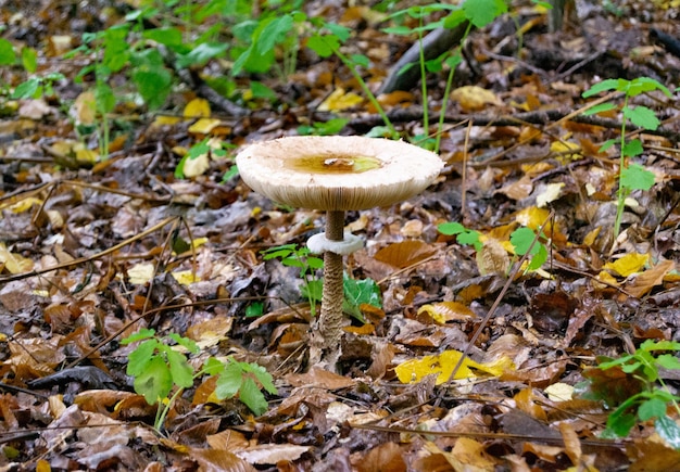 Fotografia para o tema grande e lindo cogumelo venenoso na floresta em fotos de fundo de folhas consistindo de cogumelo venenoso natural para a floresta ao ar livre cogumelo venenoso na grande floresta de perto