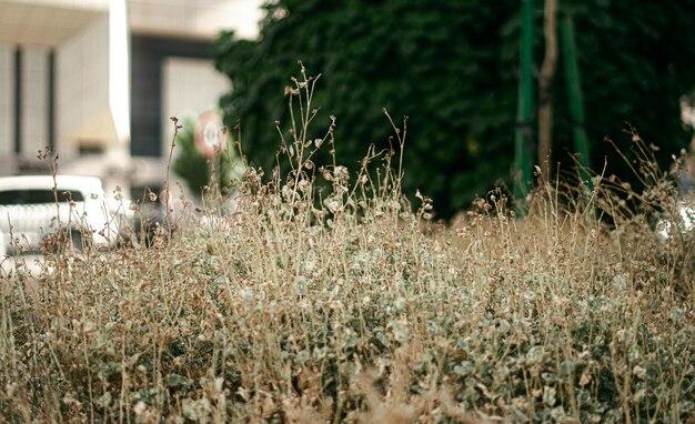 Fotografía del parque