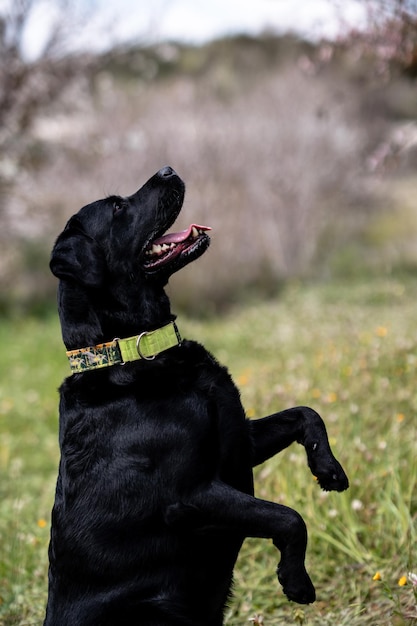Fotografía de perro Retrato de Labrador Retriever negro que se queda en las patas traseras