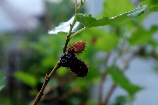 Fotografía de una planta de morera