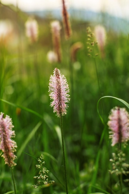 Fotografía de poca profundidad de campo, solo flor de plátano menor (lengua de cordero, Plantago lanceolata) enfocada, bonito efecto bokeh en la parte posterior. Fondo abstracto de primavera.