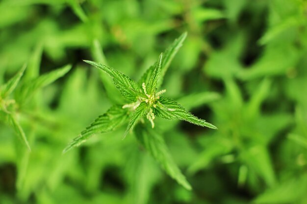 Fotografía de poca profundidad de campo, solo unas pocas flores y hojas enfocadas, planta de ortiga joven (Urtica dioica), con fondo borroso tomado desde arriba.