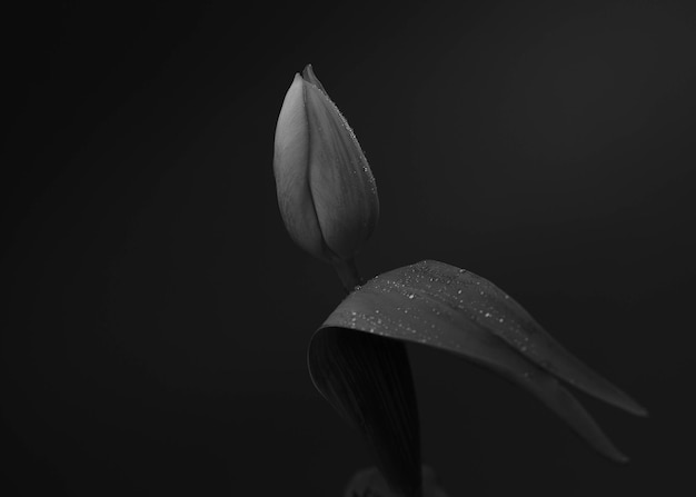 Fotografia preto e branco de uma tulipa com gotas de chuva sobre ela.