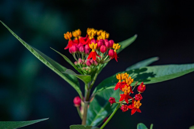 Fotografía de primavera de flores rojas Cerrar