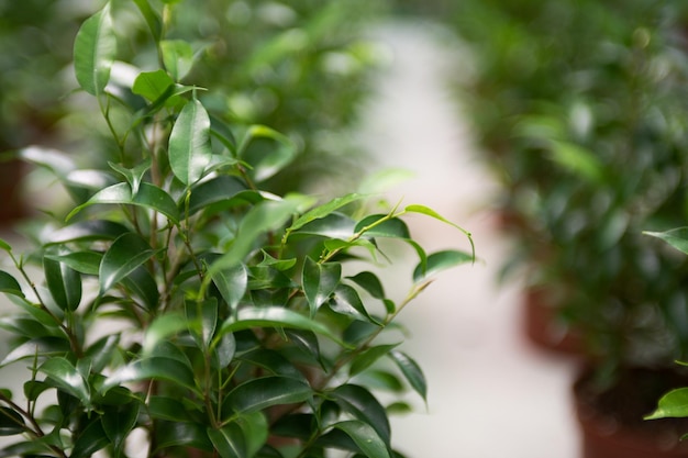 Fotografía de primer plano de capullos de ficus en macetas en el fondo de invernadero de hojas verdes