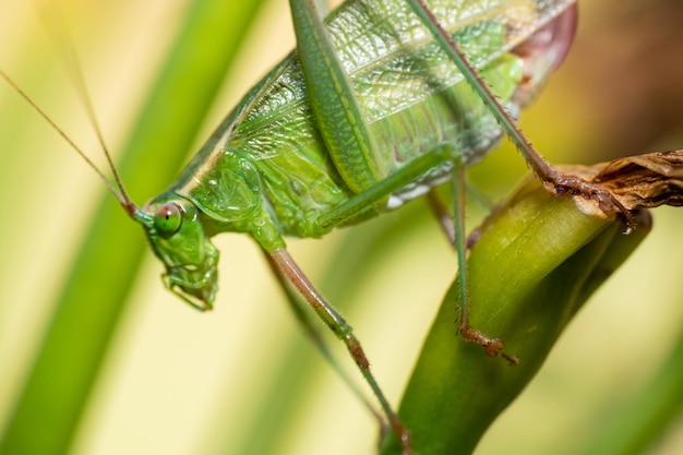 Fotografía en primer plano de un catídido en una planta