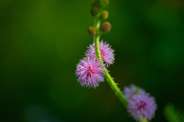 Fotografía de primer plano con enfoque selectivo Flor rosa bajo las luces del sol