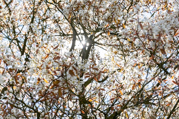 Fotografía en primer plano de las flores blancas de Allegheny serviceberry en un fondo borroso