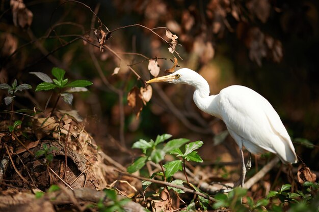 Foto fotografía en primer plano de una garza de ganado al aire libre en yuen long, hong kong