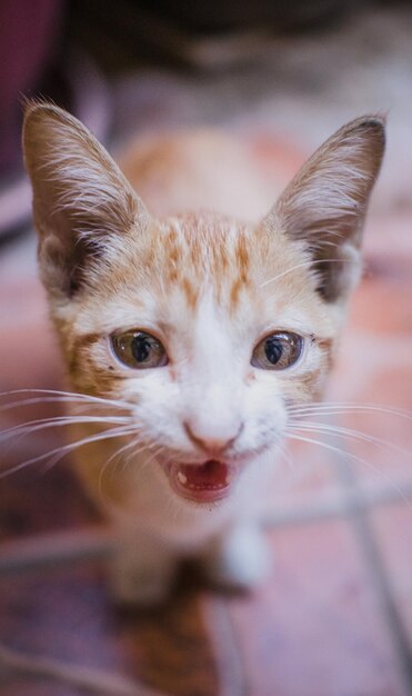 Foto fotografía en primer plano de un gatito doméstico